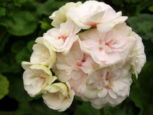 Viva Madeleine № 0172