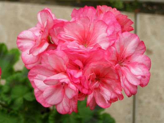 Occold Lagoon № 0144