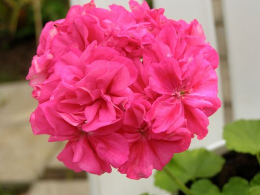 Brookside Astra № 0505