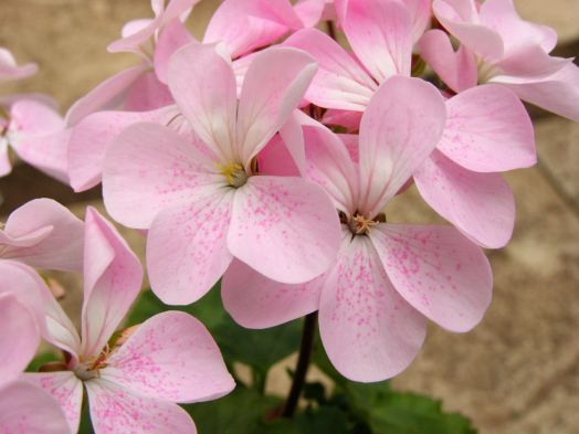 Baby Bird's Egg № 0502