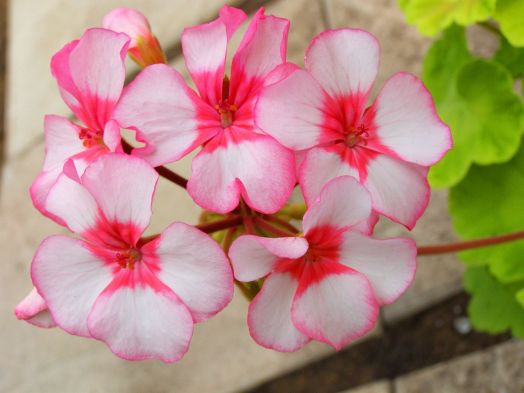 Scottow Star № 0821