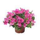 петуния Little Whispers Rose Star