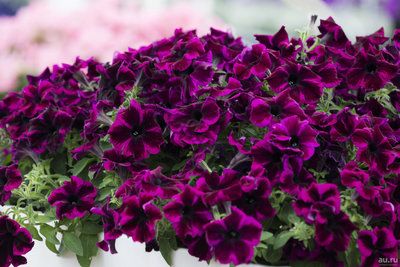 петуния GO!Tunia® Cosmic Purple с февраля