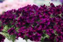петуния GO!Tunia® Cosmic Purple с февраля