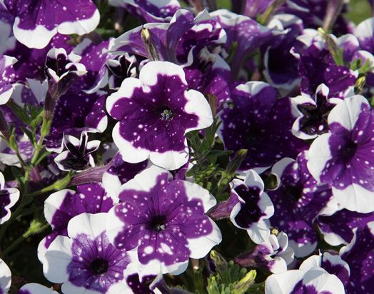 петуния GlacierSky с февраля