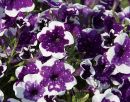 петуния GlacierSky с февраля