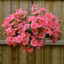 петуния Fanfare Salmon