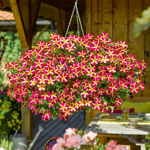 петуния Amore Queen Hearts с февраля