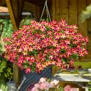 петуния Amore Queen Hearts с февраля