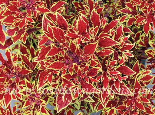 78  terra-nova-cuckoo