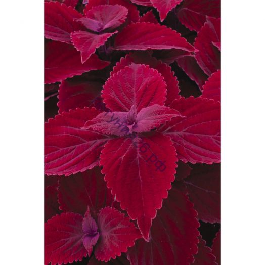 160 колеус Main Street Beale Street