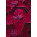 160 колеус Main Street Beale Street