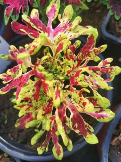 128  колеус полет мотылька