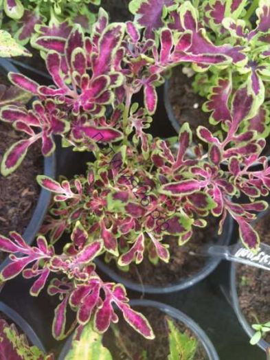 77   колеус паучки