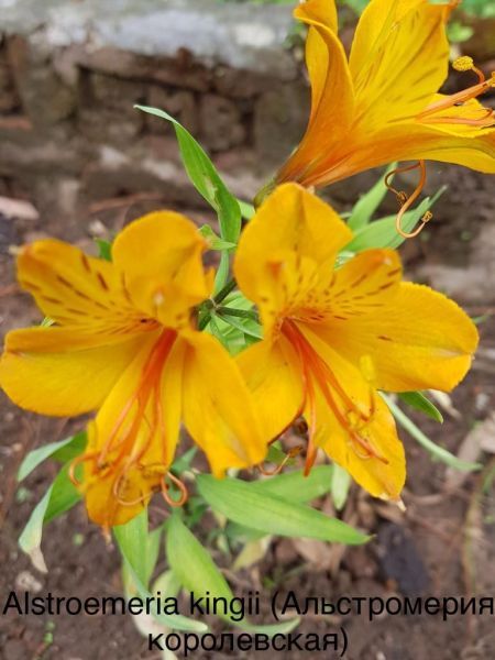 Alstroemeria kingii (Альстромерия королевская)