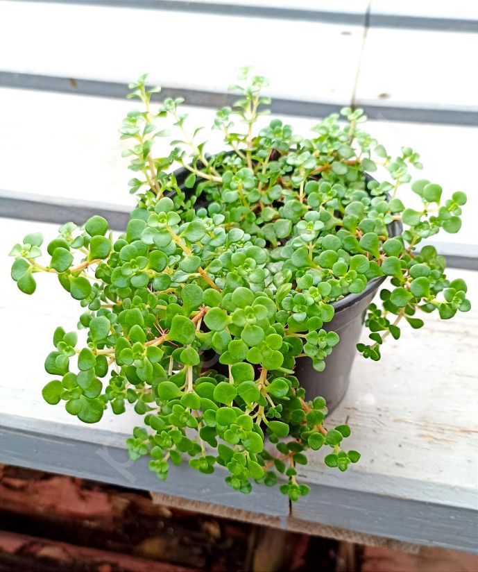 Пилея Депресса