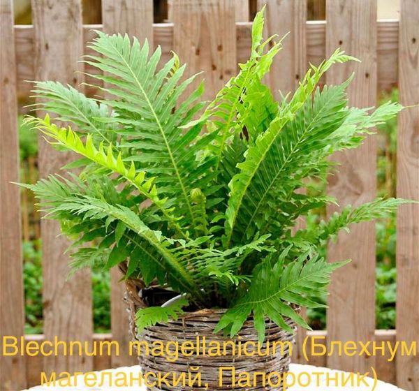 Blechnum magellanicum (Блехнум магеланский, Папоротник)