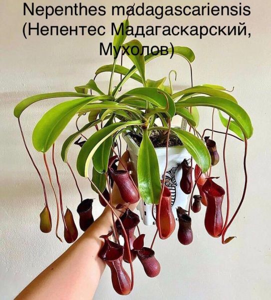 Nepenthes madagascariensis (Непентес Мадагаскарский, Мухолов)