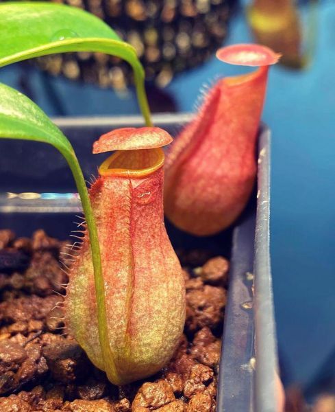 Nepenthes madagascariensis (Непентес Мадагаскарский, Мухолов)