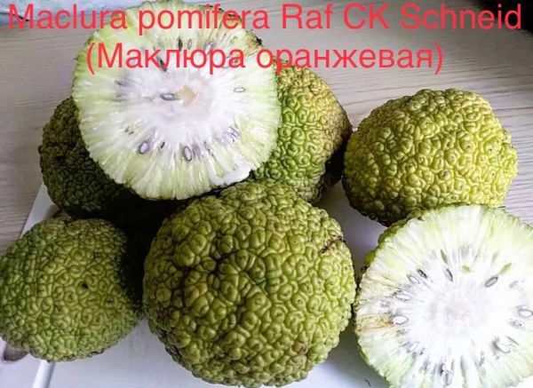 Maclura pomifera Raf CK Schneid (Маклюра оранжевая)