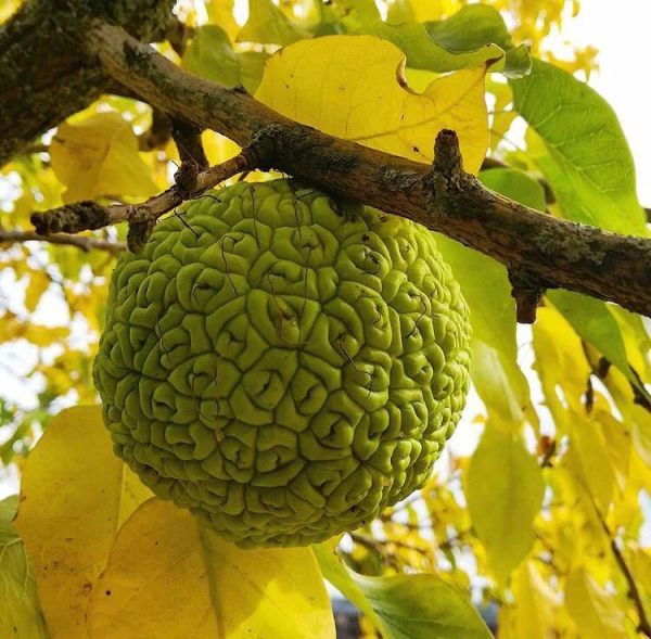 Maclura pomifera Raf CK Schneid (Маклюра оранжевая)