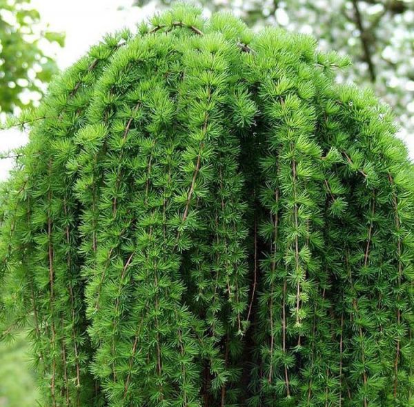 Lаrix Japanese (Лиственница японская)