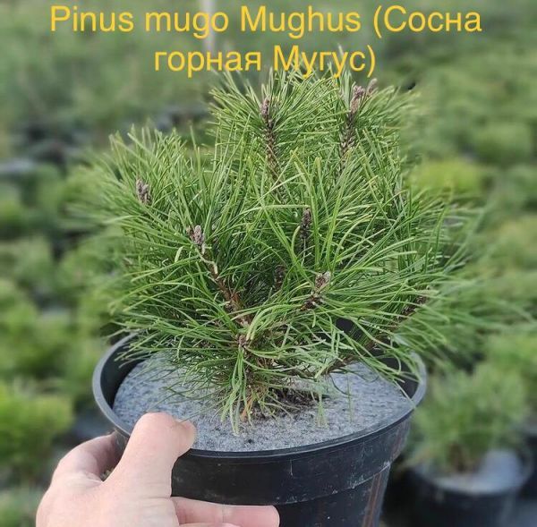 Pinus mugo Mughus (Сосна горная Мугус)