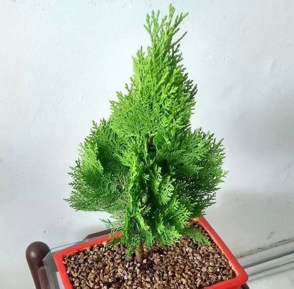 Platycladus (Туя восточная, Плосковеточник, Платикладус, Биота)