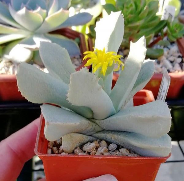 Schwantesia ruedebuschii (Швантезия Рюдебаха)