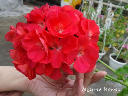 Шелест Мальдива № 2402