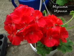 Шелест Мальдива