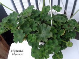 Шелест Мальдива