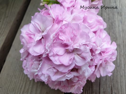 ЮВ_Сара Бернар № 0333