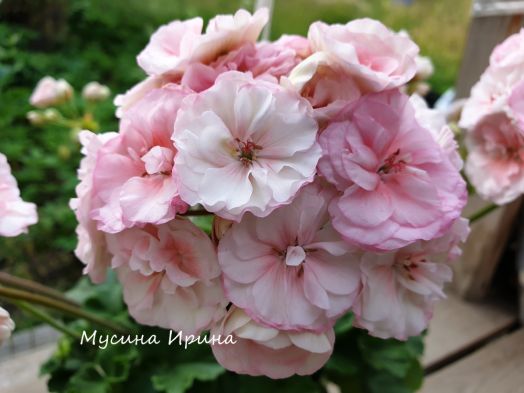 ЮВ_Анна Австрийская № 0334