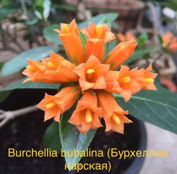 Burchellia bubalina (Бурхеллия капская)