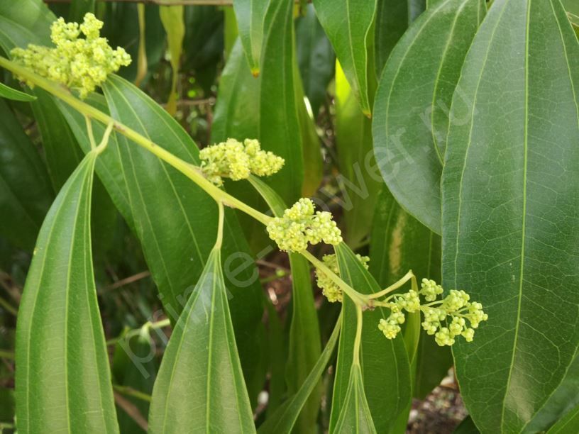 Коккулус лавролистный