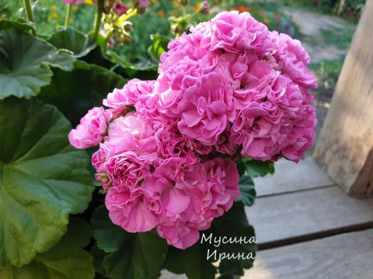 ЮВ_Фике № 0322