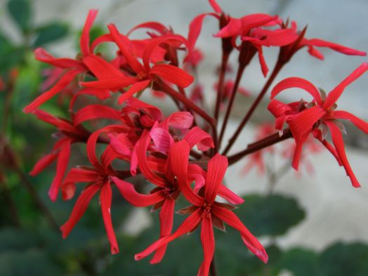 Шёлк Паутинка № 2424