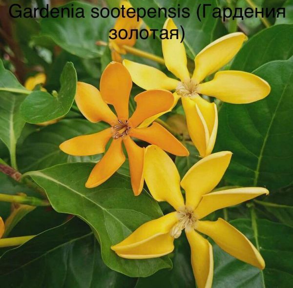 Gardenia sootepensis (Гардения золотая)