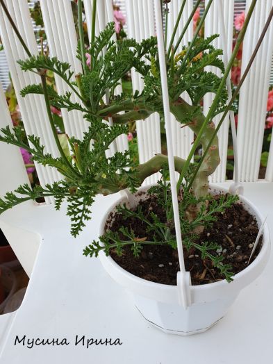 P. ferulaceum № 2119