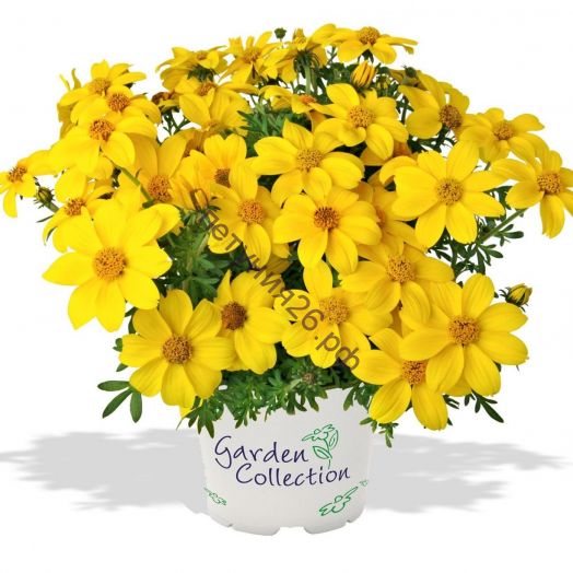 Биденс Bidy Gonzales