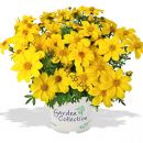 Биденс Bidy Gonzales