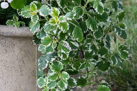 Плектрантус колеусовидный