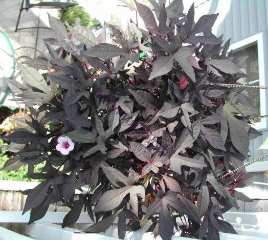 Ипомея батата SWEET GEORGIA DEEP PURPLE