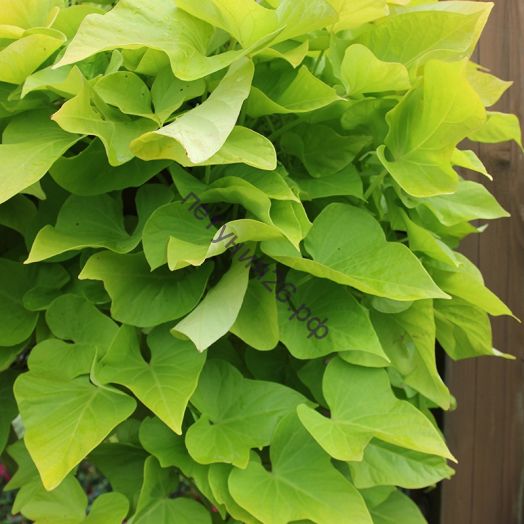 Ипомея батат Sweet Caroline Green