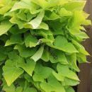 Ипомея батат Sweet Caroline Green