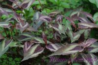 Горец  (персикария) 'Ред Дракон'  / Persicaria microcephala 'Red Dragon'