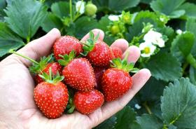 Эвис Делайт саженцы клубники (Eves Delight Strawberry) 10шт
