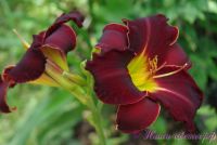 Лилейник 'Блэк Стокингс' / Hemerocallis 'Black Stockings'