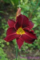 Лилейник 'Блэк Стокингс' / Hemerocallis 'Black Stockings'